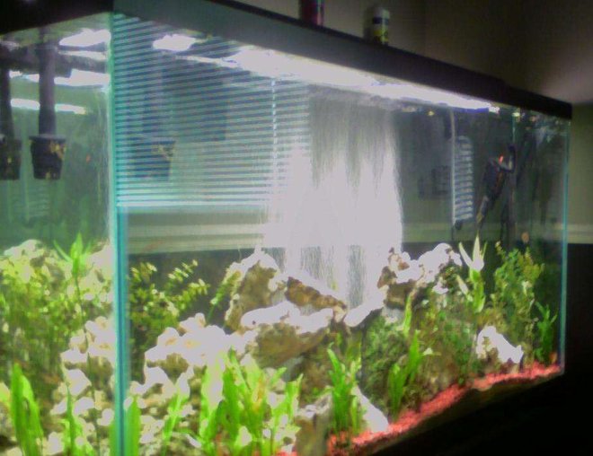 60 gallons planted tank (mostly live plants and fish) - 60 gallon , better pic coming soon!!