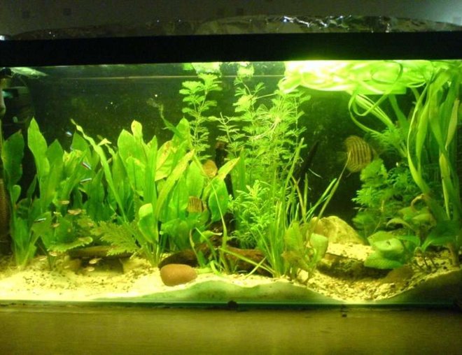 30 gallons planted tank (mostly live plants and fish) - 3ft planted tank with discua and assorted tetras