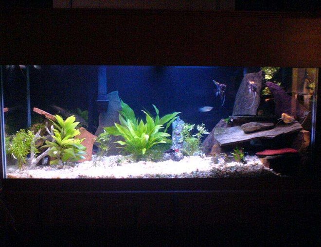75 gallons planted tank (mostly live plants and fish) - 75 gallon