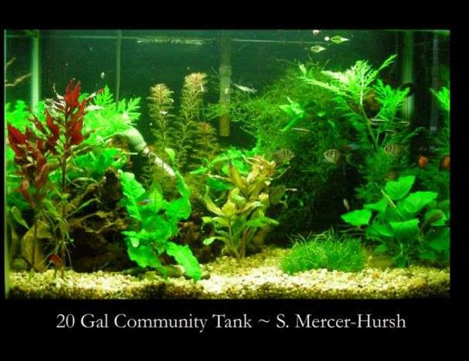 20 gallons planted tank (mostly live plants and fish) - Tank16x24x12 20 US gals
Filtration Whisper 20 with Fuval cermaic media

Lighting Jebo 2x 55watt standerd blubs giving me 5.5wpg
CO2 Nurifin CO2 unit, water, yeast, sugar mix giving me about 1 bubble per min
Substrate small gravel about 3" deep

Fertilisation plant food tabs (near bigger plants) about 1 time per month, Flurish twice a week

Water chemistry pH 7.0, Nitrite 0, Nitrate 15, temperature 75 degrees

MaintenanceI do a water change once every 2 weeks of about 25%, at that time I will vac the gravel, I rinse the filter media off in the removed water

Fish 6 x Black Neon Tetras, 5 x Blue Neon Tetras, 6 x Black Skirt Tetras, 2 x Rubber nose Plecos, 6 x Ghost Shrimp

Plants 3xLudwigia glandulosa, 3xHygrophila difformis, 5xMyriophyllum , 10xMicrosorium pteroptus, ~xVesicularia dubyana, 3xAlternanthera reineckii

Decor Large piece of bogwood, African black root (the Java log)
