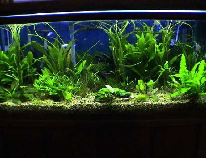 75 gallons planted tank (mostly live plants and fish) - 75 Gallon Oceanic, Freshwater with live plants, Magnum 330 filter, 3 Angel fish, 3 rasboras, 10 neon tetras, 3 otto's, 3 mollies
