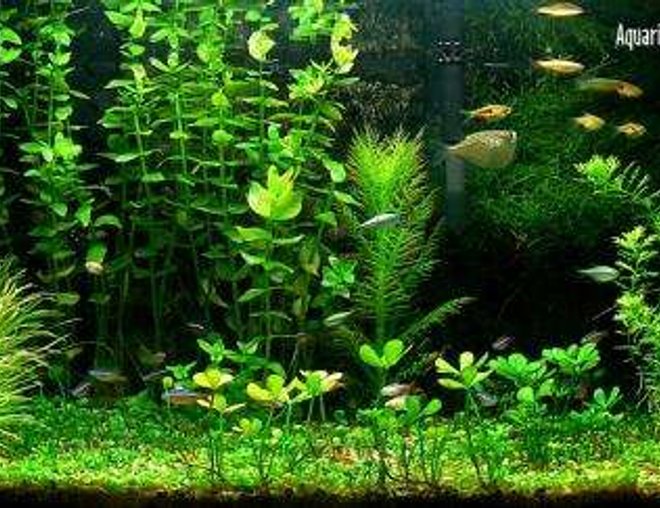 planted tank (mostly live plants and fish) - Chimid's 2Ft plant tank 2006
