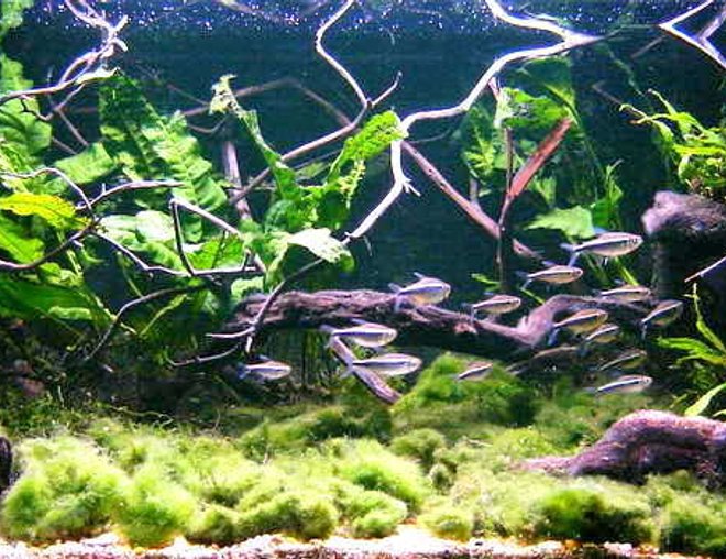 planted tank (mostly live plants and fish) - 54 l