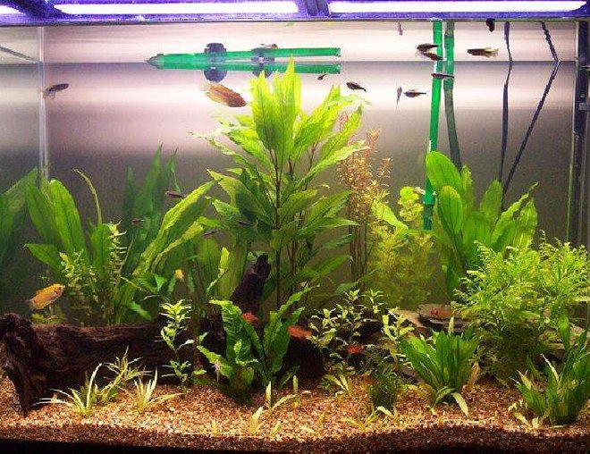 65 gallons planted tank (mostly live plants and fish) - 65 Gal tank.
