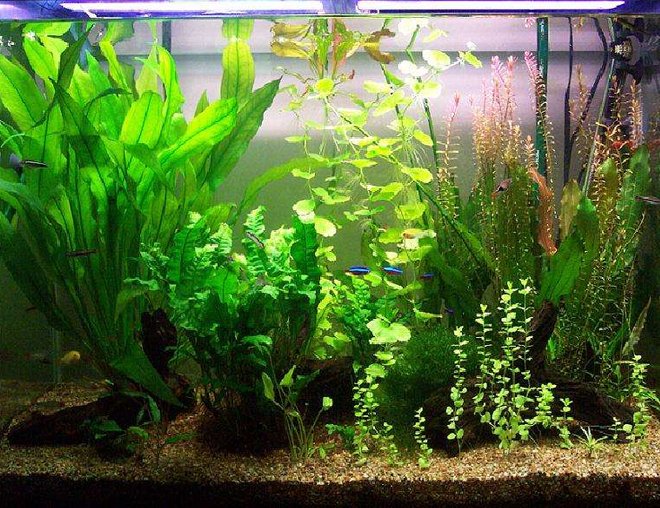 65 gallons planted tank (mostly live plants and fish) - Taken in Jan 2006