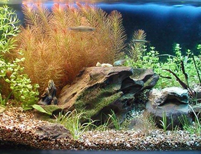 6 gallons planted tank (mostly live plants and fish) - My 3rd Long Aquarium....."Enjoy Beautiful Life in the Waterfall Front Garden"