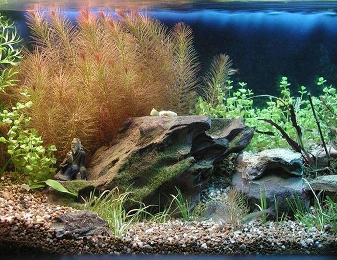 6 gallons planted tank (mostly live plants and fish) - Enjoy the Smoking Pipe in the garden is the most beautiful part of the life