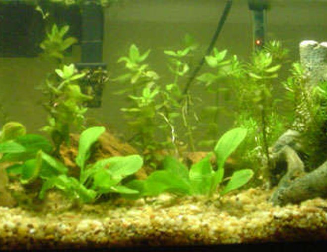20 gallons planted tank (mostly live plants and fish) - 20 Gallon Long