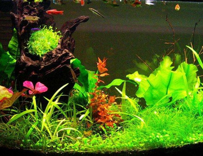 16 gallons planted tank (mostly live plants and fish) - Rescaped on 6-Feb