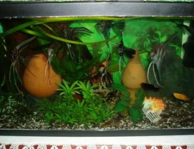 70 gallons planted tank (mostly live plants and fish) - scalar