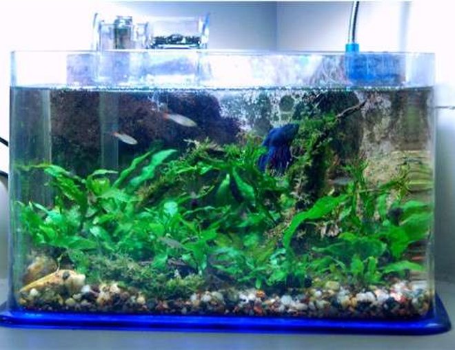 planted tank (mostly live plants and fish) - 2.5g; Flourite & gravel substrate; driftwood; rocks; betta; micro rasboras; Java fern; Java moss; Christmas tree moss