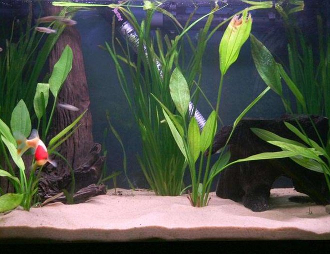 16 gallons planted tank (mostly live plants and fish) - My first serious tank.
Hopefully more tanks will follow, but thats another topic.