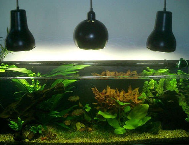 75 gallons planted tank (mostly live plants and fish) - 6 month old