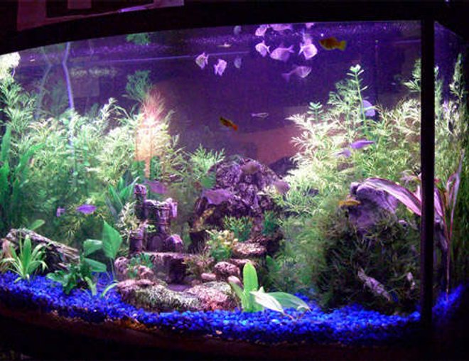 46 gallons planted tank (mostly live plants and fish) - 46g Planted Tank