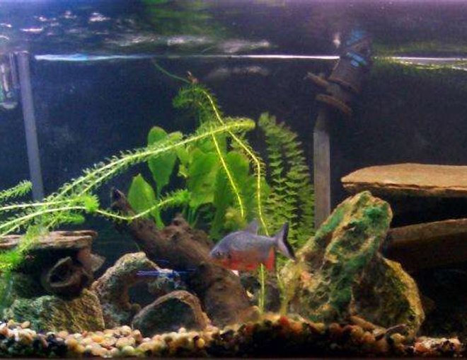 125 gallons planted tank (mostly live plants and fish) - 125 Gallon