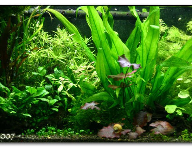 20 gallons planted tank (mostly live plants and fish) - 20 Gallon Tank