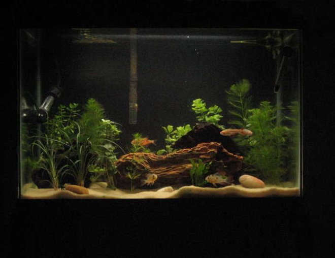 20 gallons planted tank (mostly live plants and fish) - 20 Gallon Planted Bolivian Ram tank