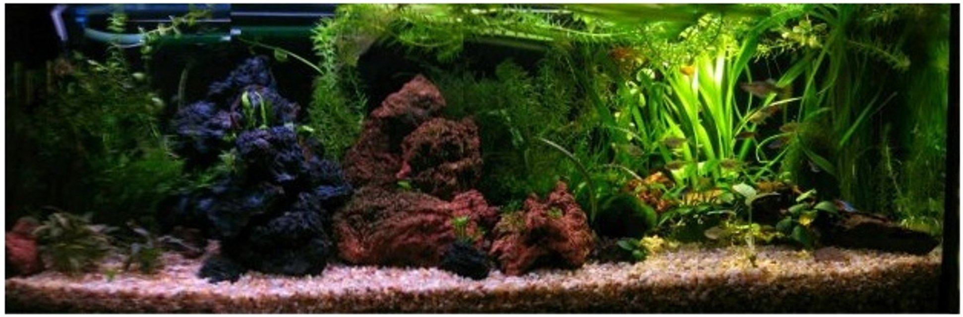 Rated #898: Planted Tank