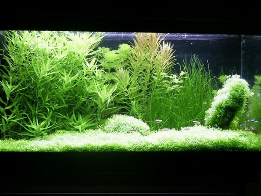 Rated #311: Planted Tank - Volume: 65x32x34 cm, 70 litres (15 galons)
Lighting and photoperiod: 3x 20W (1000lm, 4000K), 11h for day
Description of CO2 System: DIY project (CO2 reactor, JBL CO2 Vario - diffuser)
Plant spiecies list: Riccia fluitans, Heteranthera zosterifolia, Cabomba caroliniana, Limnophila aromatica, Ludwigia repens green, Eleocharis acicularis, Limnophila aquatica
Fish and invertebrate spiecies list: 15 x Cardinal tetra (Paracheirodon  axelrodi), 2 x  Siamese algae-eater (Crossocheilus siamensis), 4 x Otocinclus mariae
 
 
The tank was set up in October 2003. The subtratum is gravel without any fertilizer. Plants were bought alomost in the same time. Aquascape is my own idea. I havent got any serious problems with algae (only incidentally). I add my own-made firtelizer and also N, P and K. Most part of plants is green (except Limnophila aromatica). Fishes and plants create natural contrast.

 

Water parameters:

pH=6,2-6,6

gH=10

kH=3

NO3=10

NO2=0

PO4=0,5