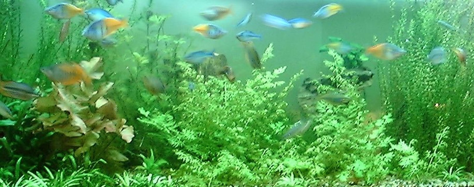 Rated #853: 125 Gallons Planted Tank - 125 gal.Ferns, Anubius, crypt, grasses, lilies, ect. The school of rainbows is about 25 deep. 2x160w vho, 3x55w pc. ebo jaeger heater, penguin 300 biowheel, 802 power head. Let me know whAT YOU THINK!