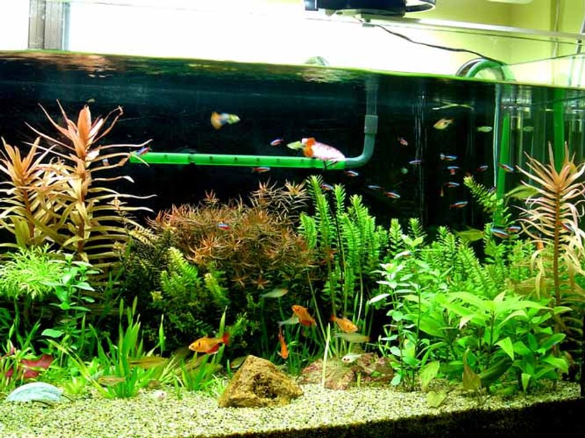 Rated #813: Planted Tank - 4ft x1.5ftx1.5ft
Planted tank