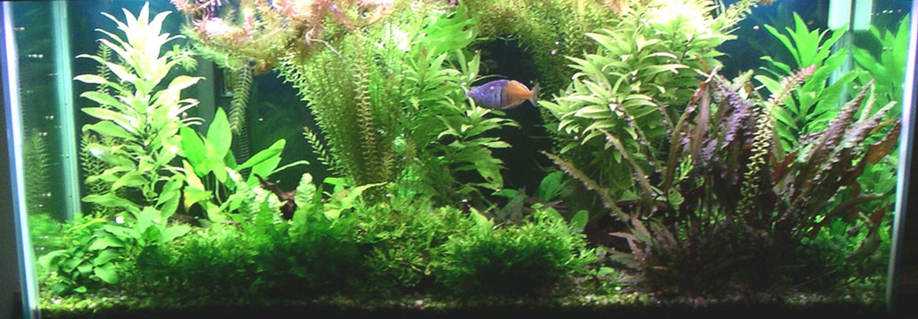 Rated #509: 75 Gallons Planted Tank - My 75G Tank.
Been running for about 2 years now.
The plants need trimming monthly or they'll grow right out the top of the tank!