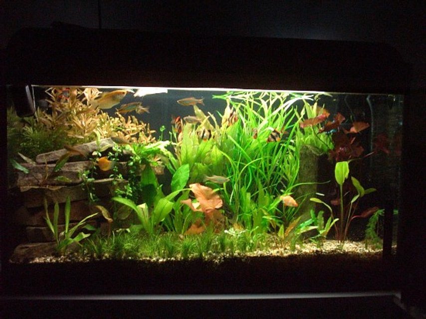 Rated #717: 30 Gallons Planted Tank - new planted