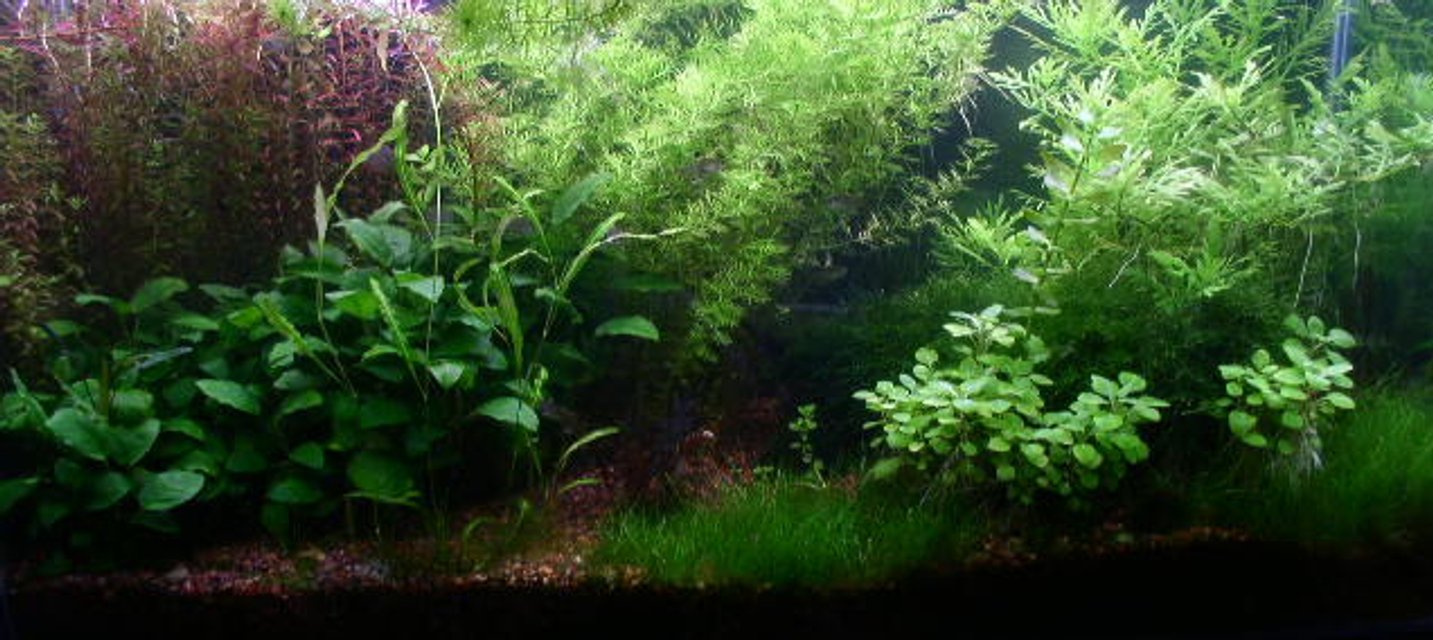Rated #473: 40 Gallons Planted Tank - This is my updated 40 gal tank.