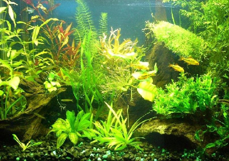 Rated #926: 20 Gallons Planted Tank - My first planted tank