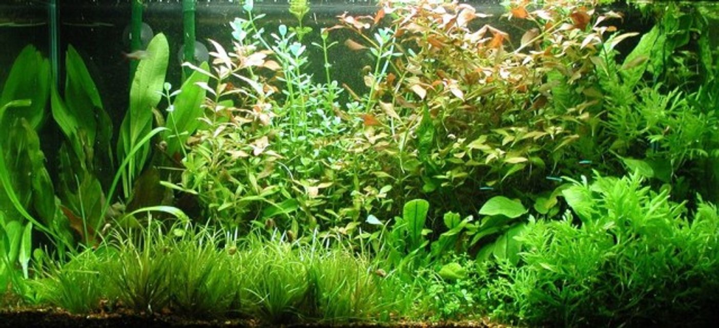 Rated #326: 29 Gallons Planted Tank - Love for tacos.