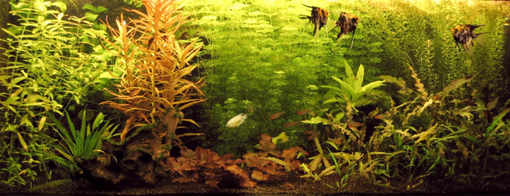 Rated #556: Planted Tank