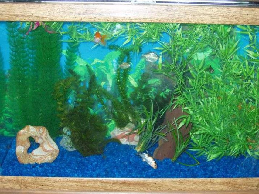 Rated #229: 29 Gallons Planted Tank - My fish tank