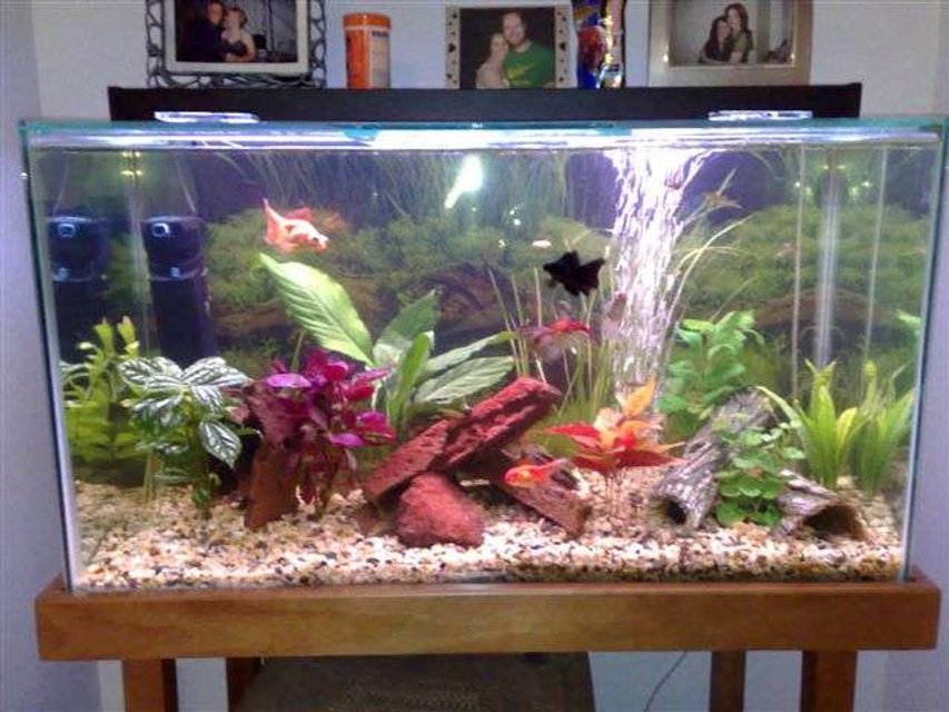 Rated #172: Planted Tank - Here is my first major attempt, but still needs more work - its addictive what can I say