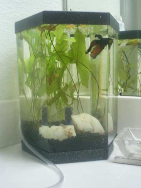 Rated #234: 50 Gallons Planted Tank - Mr. Fish's 6.2 Liter Hex tank.  I recently bought him 2 girlfriends.