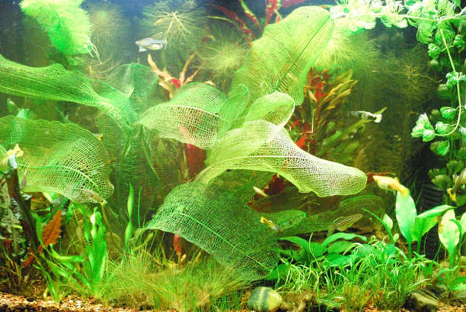 Rated #123: 28 Gallons Planted Tank - My tank