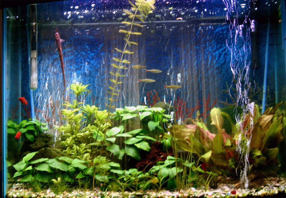 Rated #137: 30 Gallons Planted Tank - my 30 gal bowfront tank