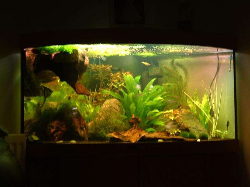 Rated #139: 75 Gallons Planted Tank - my heavily planted Juwel trigon 350 corner tank, the dark mass in the top corner is some wood which has yet to sink!