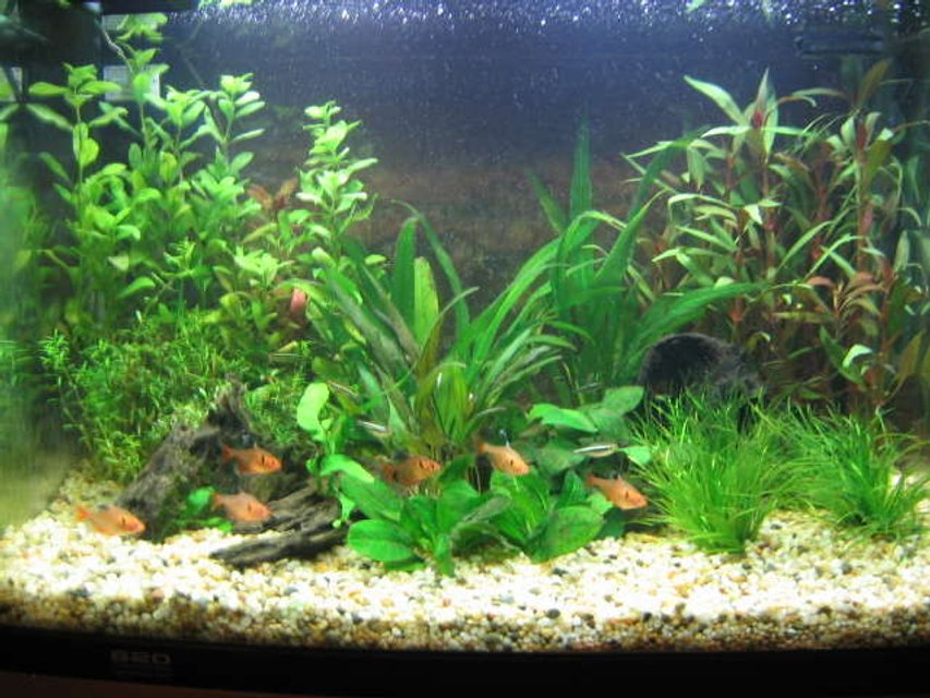 Rated #109: 25 Gallons Planted Tank - This is my first ever aquarium.  90 litres, Aqua One tank.  A work in progress...learning as I go.  Currently have 8 serpaes, 10 black neons, 2 albino cories and 2 otos.  Only problem is, now I'm hooked and want another, bigger aquarium!