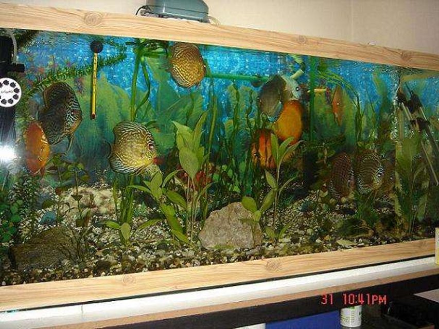 Rated #135: 50 Gallons Planted Tank - my discus tank