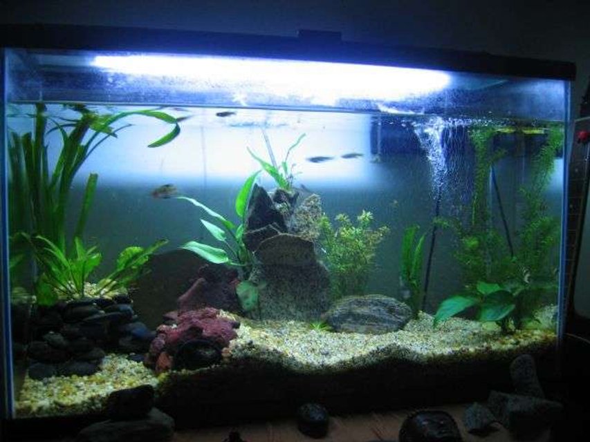 Rated #194: 29 Gallons Planted Tank - The Beginning