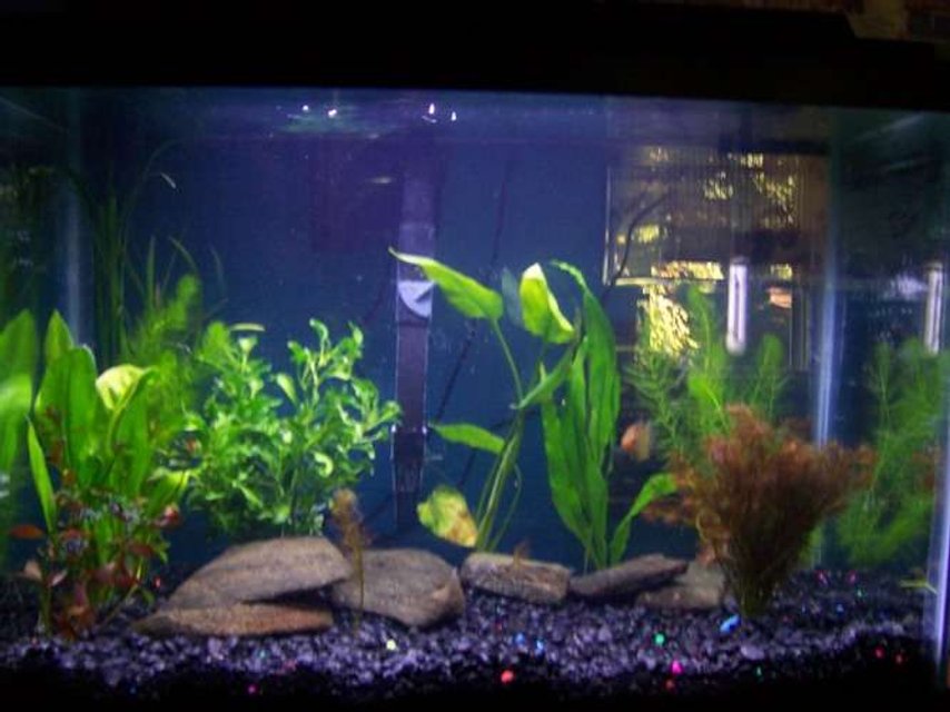 Rated #191: 55 Gallons Planted Tank - 20g planted made 9-23-07. started with 10 plants, looking forward for them to take over my tank! getting angels soon