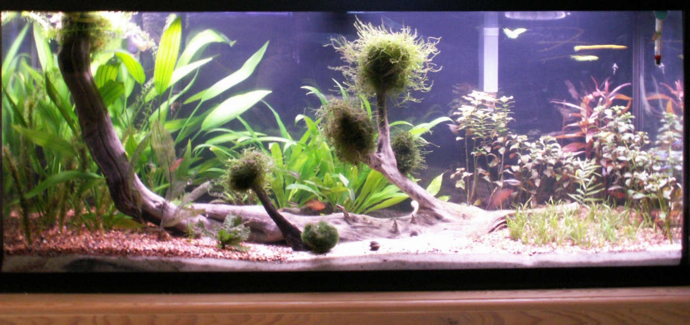 Rated #106: 55 Gallons Planted Tank - A more recent picture, water is clearer, and the lighting is a bit brighter, changed from the two 18" to 1 48" tube and since it has a reflector its brighter. Also added a 70 aquaclear mechanical filter, works better than the old cascade. New additions were 3 clown gobies and 2 freshwater clams.