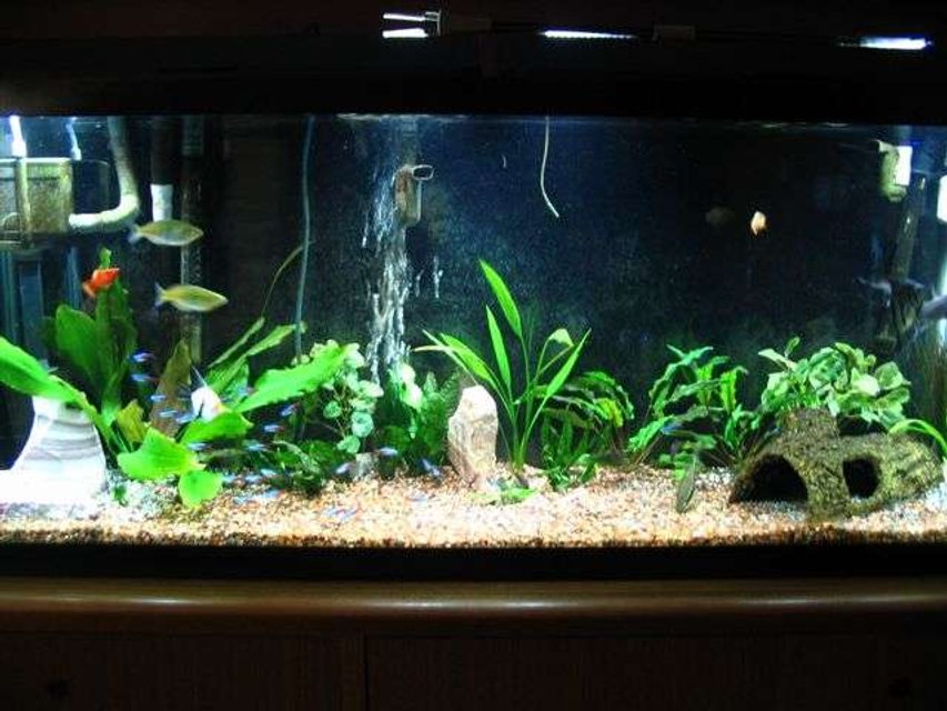 Rated #171: 55 Gallons Planted Tank - 55 Gal.