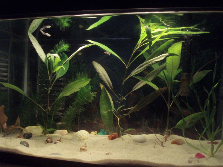 Rated #206: 10 Gallons Planted Tank - Mi pescera de diez galones con plantas acuáticas.