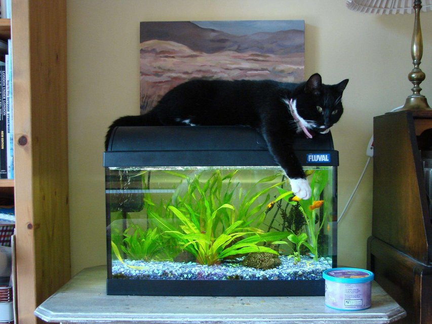 Rated #145: 200 Gallons Planted Tank - This is my 10 gallon tank. My cat Lizzie likes to lie on top of it because the light makes it nice and warm. :)