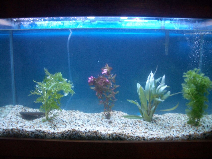 Rated #236: 37 Gallons Planted Tank - my tank