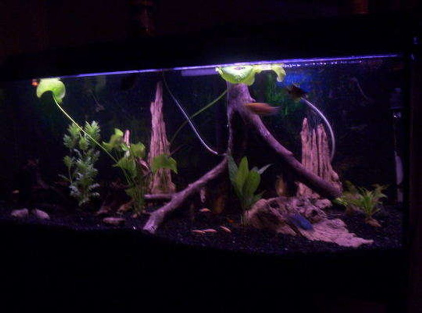 Rated #161: 55 Gallons Planted Tank - no C02