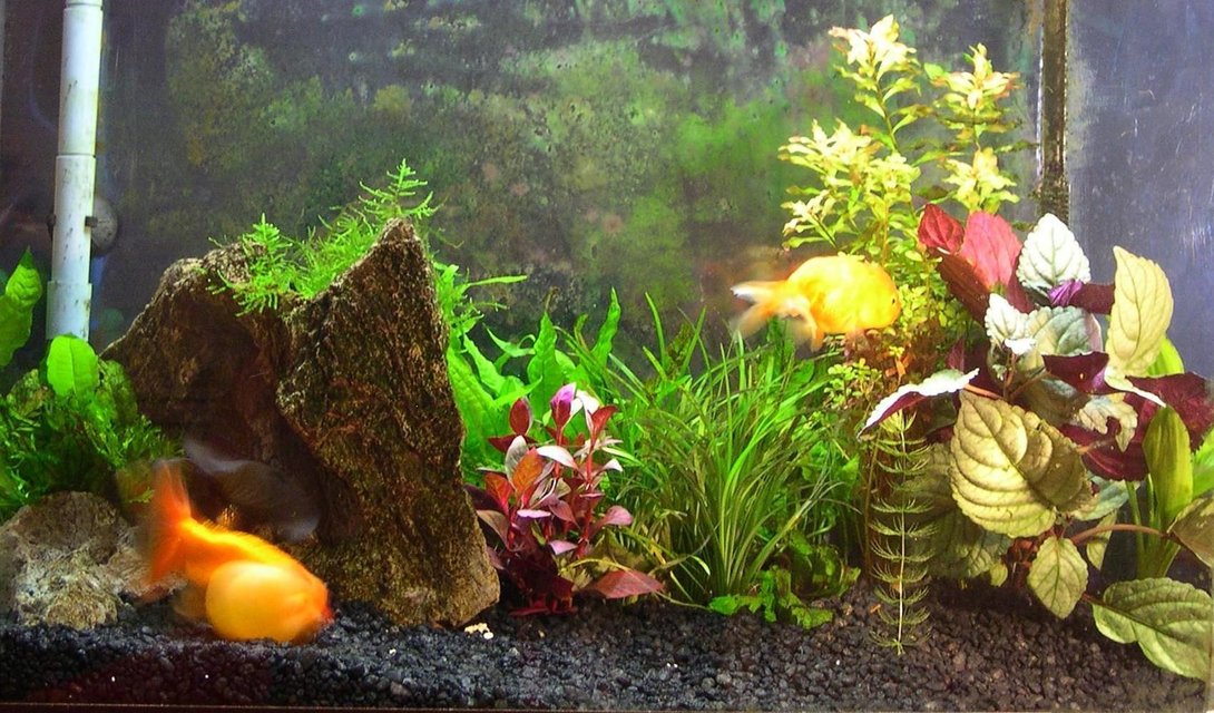 Rated #164: 33 Gallons Planted Tank - Planted Fancy Goldfish Tank (with White Cloud Minnows and a Flower Shrimp).
This is my first attempt at a planted tank.