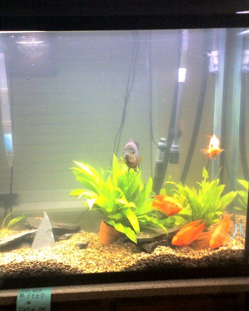 Rated #303: 70 Gallons Planted Tank - I took it with my phone. I will update it when I am on spring break.