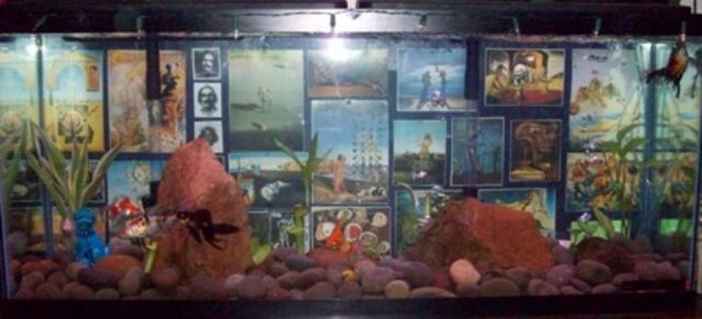 Rated #308: 55 Gallons Planted Tank - Our 55gal. In all its Glory.